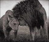 Tela Lions couple